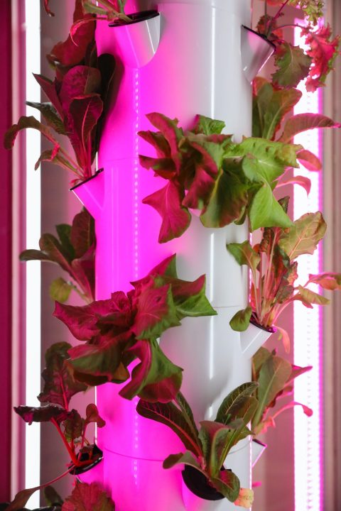 pemanfaatan pipa paralon