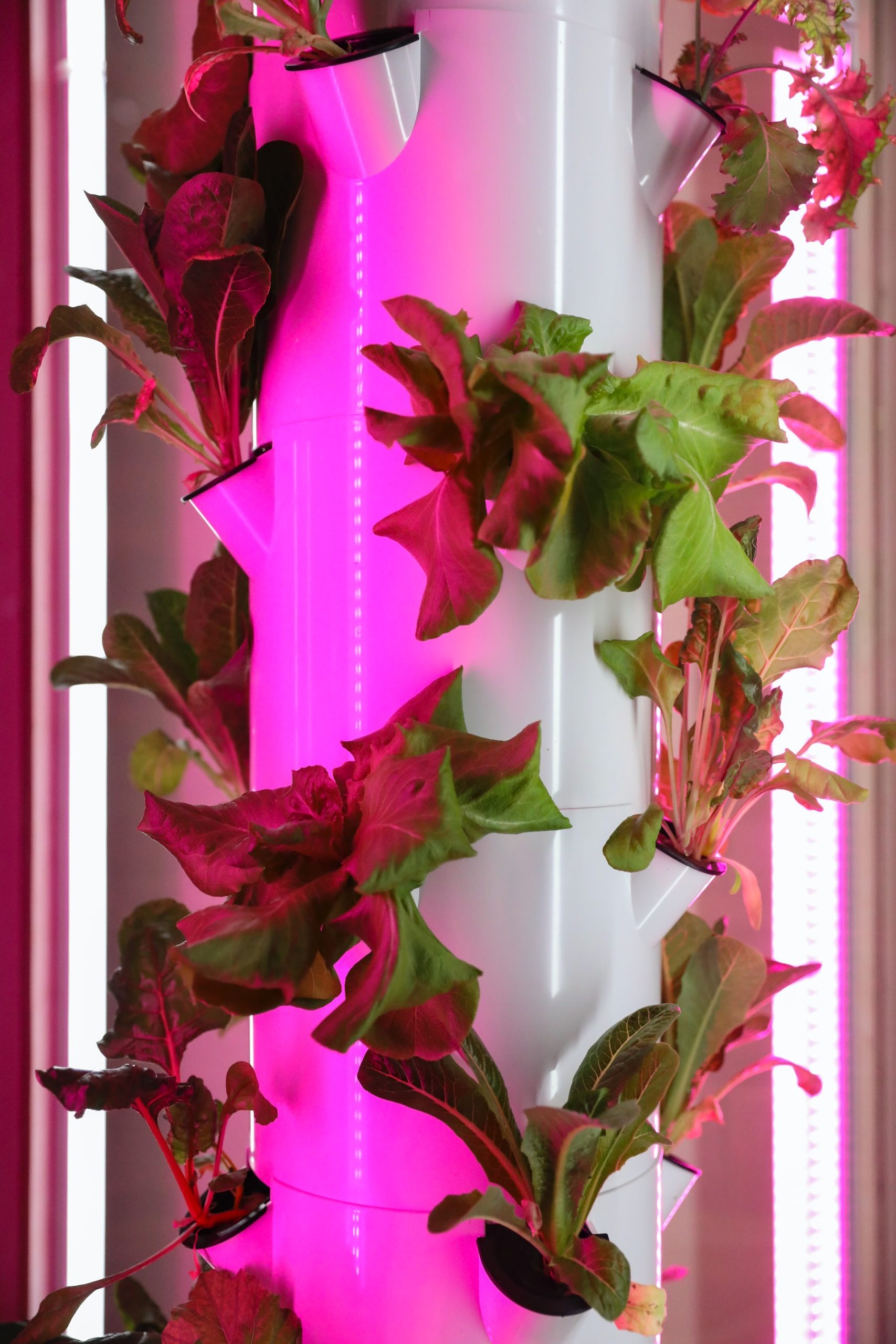 pemanfaatan pipa paralon